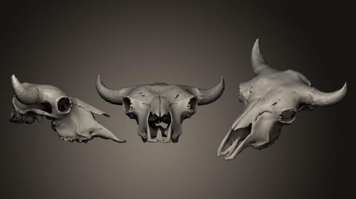 Masks and muzzles of animals (MSKJ_0149) 3D model for CNC machine